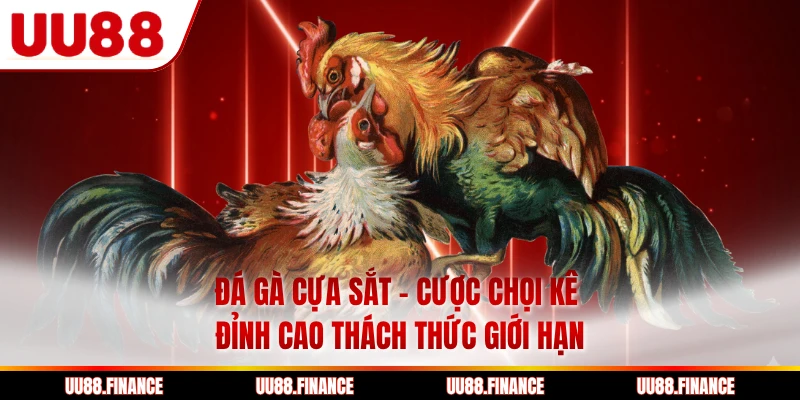 Đá Gà Cựa Sắt - Cược Chọi Kê Đỉnh Cao Thách Thức Giới Hạn