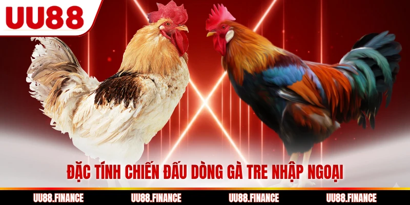 Đặc tính chiến đấu dòng gà tre nhập ngoại