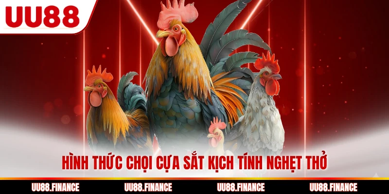 Hình thức chọi cựa sắt kịch tính nghẹt thở