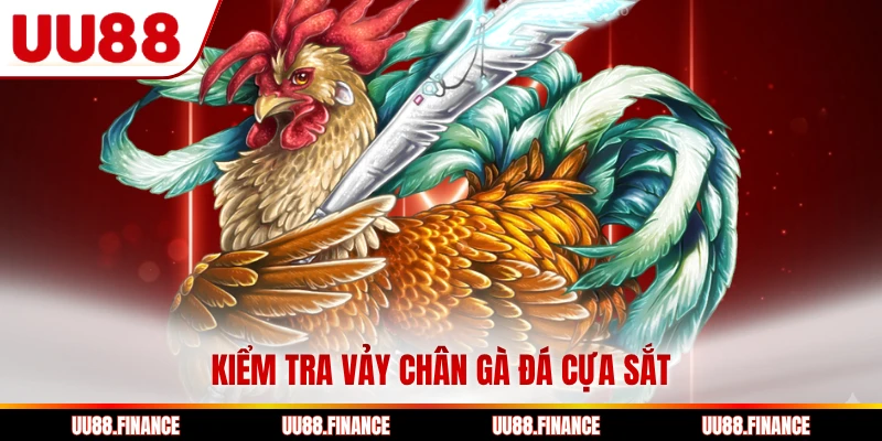 Kiểm tra vảy chân gà đá cựa sắt