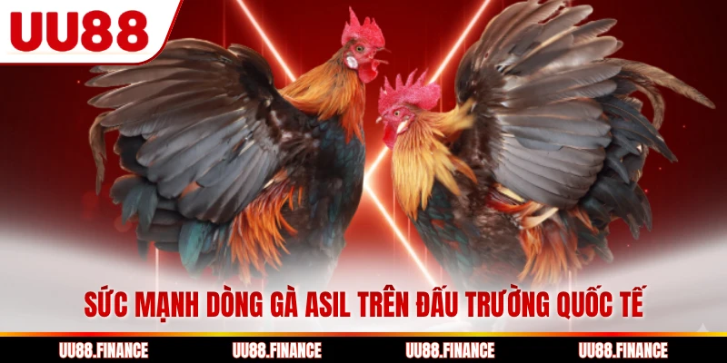 Sức mạnh dòng gà Asil trên đấu trường quốc tế