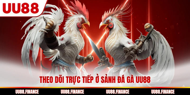 Theo dõi trực tiếp ở sảnh đá gà UU88