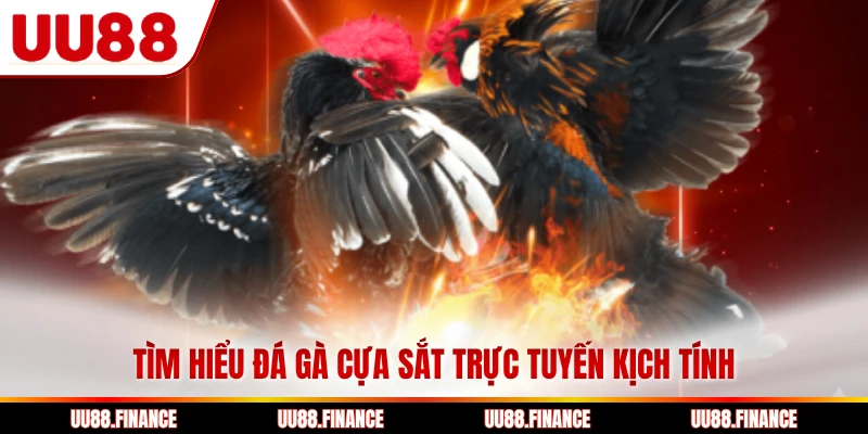 Tìm hiểu đá gà cựa sắt trực tuyến kịch tính